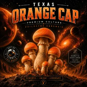 Texas Orange Cap isolated spore syringe